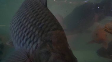 Bir grup japon balığı beslenmek için bir tatlı su tankında yüzer, mavi arka planda izole bir şekilde..