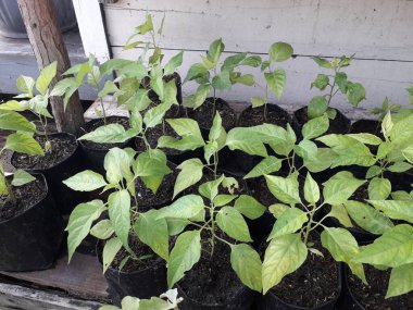 Hala küçük olan acı biber tohumları. Siyah bir kesekağıdındaki acı biber tohumları. Yetiştirilen sebzeler evdeki tohumlardan çan biberi filizlenir. Ev yapımı organik tarım.