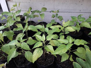 Hala küçük olan acı biber tohumları. Siyah bir kesekağıdındaki acı biber tohumları. Yetiştirilen sebzeler evdeki tohumlardan çan biberi filizlenir. Ev yapımı organik tarım.