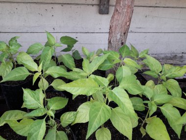 Hala küçük olan acı biber tohumları. Siyah bir kesekağıdındaki acı biber tohumları. Yetiştirilen sebzeler evdeki tohumlardan çan biberi filizlenir. Ev yapımı organik tarım.