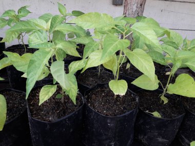 Hala küçük olan acı biber tohumları. Siyah bir kesekağıdındaki acı biber tohumları. Yetiştirilen sebzeler evdeki tohumlardan çan biberi filizlenir. Ev yapımı organik tarım.