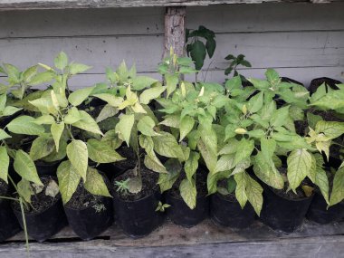 Hala küçük olan acı biber tohumları. Siyah bir kesekağıdındaki acı biber tohumları. Yetiştirilen sebzeler evdeki tohumlardan çan biberi filizlenir. Ev yapımı organik tarım.