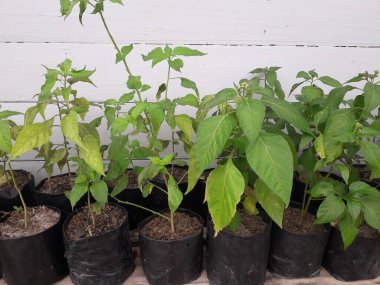 Hala küçük olan acı biber tohumları. Siyah bir kesekağıdındaki acı biber tohumları. Yetiştirilen sebzeler evdeki tohumlardan çan biberi filizlenir. Ev yapımı organik tarım.