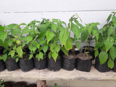 Hala küçük olan acı biber tohumları. Siyah bir kesekağıdındaki acı biber tohumları. Yetiştirilen sebzeler evdeki tohumlardan çan biberi filizlenir. Ev yapımı organik tarım.