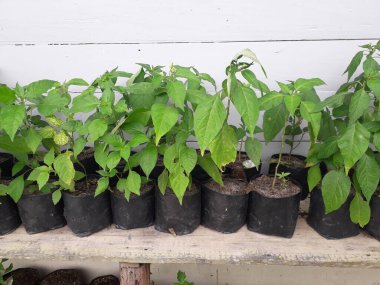 Hala küçük olan acı biber tohumları. Siyah bir kesekağıdındaki acı biber tohumları. Yetiştirilen sebzeler evdeki tohumlardan çan biberi filizlenir. Ev yapımı organik tarım.