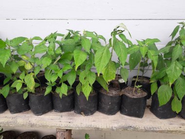 Hala küçük olan acı biber tohumları. Siyah bir kesekağıdındaki acı biber tohumları. Yetiştirilen sebzeler evdeki tohumlardan çan biberi filizlenir. Ev yapımı organik tarım.