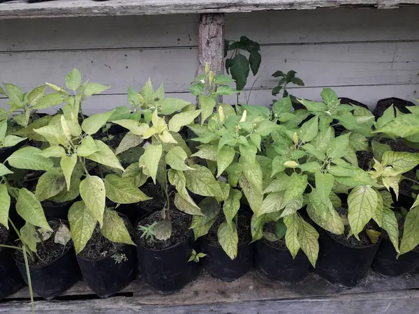 Hala küçük olan acı biber tohumları. Siyah bir kesekağıdındaki acı biber tohumları. Yetiştirilen sebzeler evdeki tohumlardan çan biberi filizlenir. Ev yapımı organik tarım.