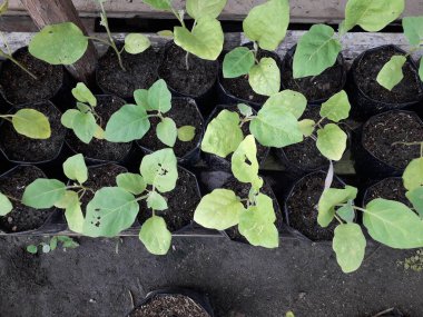 Patlıcan tohumları hala küçük. Siyah bir kesekağıdındaki acı biber tohumları. Yetiştirilen sebzeler evdeki tohumlardan çan biberi filizlenir. Ev yapımı organik tarım.