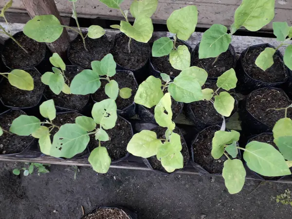 eggplant vegetables plant seeds that are still small. chilli seeds in a black paper bag. Growing vegetables bell pepper sprouts from seeds at home. Home organic farming.
