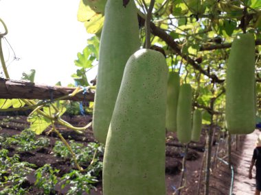 Lauki Long Su Kabağı, Çiğ Yeşil Organik Şişe Kabağı. Bahçedeki bitkisinin içinde asılı duran sebze. Şişe kabağı ya da kabak yetiştirme kavramı.