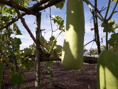 Lauki Long Su Kabağı, Çiğ Yeşil Organik Şişe Kabağı. Bahçedeki bitkisinin içinde asılı duran sebze. Şişe kabağı ya da kabak yetiştirme kavramı.