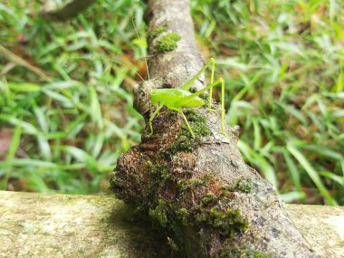 Yeşil çekirge (Hexacentrus Japonicus) sıcak güneş ışığının yaprakları arasında kamufle edilmiş yeşil yaprakların üzerine tünemiştir.