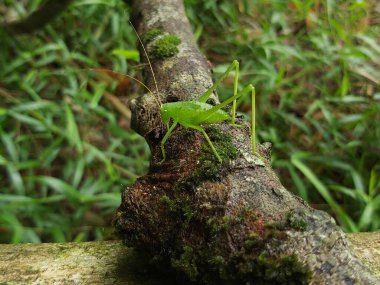 Yeşil çekirge (Hexacentrus Japonicus) sıcak güneş ışığının yaprakları arasında kamufle edilmiş yeşil yaprakların üzerine tünemiştir.