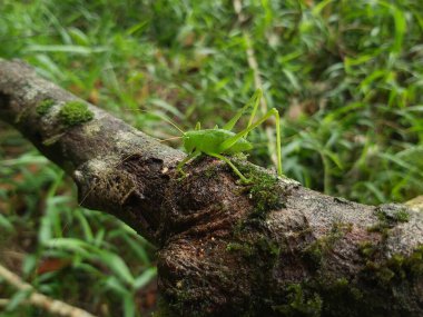 Yeşil çekirge (Hexacentrus Japonicus) sıcak güneş ışığının yaprakları arasında kamufle edilmiş yeşil yaprakların üzerine tünemiştir.