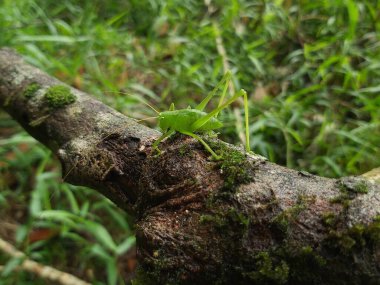 Yeşil çekirge (Hexacentrus Japonicus) sıcak güneş ışığının yaprakları arasında kamufle edilmiş yeşil yaprakların üzerine tünemiştir.