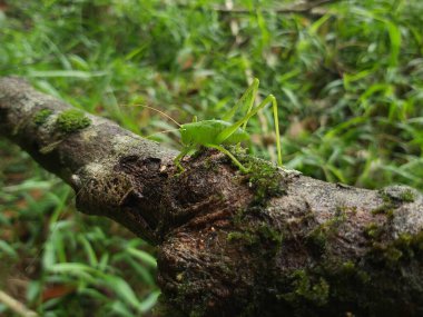 Yeşil çekirge (Hexacentrus Japonicus) sıcak güneş ışığının yaprakları arasında kamufle edilmiş yeşil yaprakların üzerine tünemiştir.