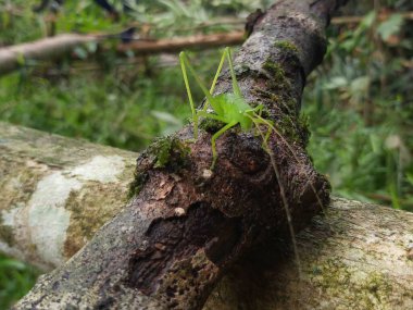 Yeşil çekirge (Hexacentrus Japonicus) sıcak güneş ışığının yaprakları arasında kamufle edilmiş yeşil yaprakların üzerine tünemiştir.