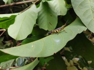 Oxya çekirge cinsi (Caelifera: Acrididae), Afrika ve Asya 'da bulunan bir çekirge cinsidir.