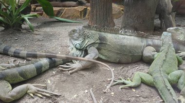 Yeşil iguana (ayrıca Amerikan İguanası olarak da bilinir), iguanagiller (Iguana) familyasından büyük bir ağaç türü. Orta Amerika, Güney Amerika 'ya özgü..