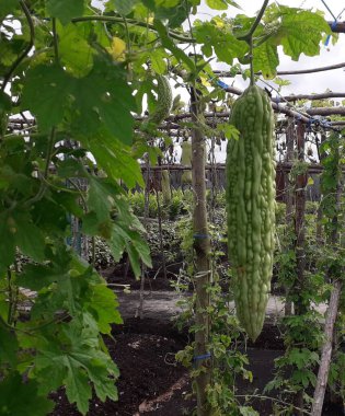 Çin bitter kabak (Balsum armut) bir sarma bir ip ve su sistemi akşam güneşin ışık tüp su sistemiyle sağlayarak dikim.