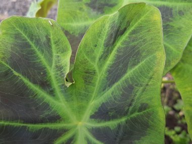 Bir bahçede, yeşil ve siyah kaladyum yaprağının yakın çekimi Araceae ailesinin bir botanik cinsidir. Bunlar Brezilya 'da, Güney Amerika ve Orta Amerika' nın komşu bölgelerinde bulunan bitkiler..