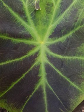 Bir bahçede, yeşil ve siyah kaladyum yaprağının yakın çekimi Araceae ailesinin bir botanik cinsidir. Bunlar Brezilya 'da, Güney Amerika ve Orta Amerika' nın komşu bölgelerinde bulunan bitkiler..