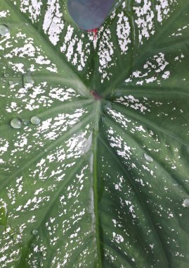 Caladium andreanum Bogner. Caladium bicolor benekli yapraklar. Cazibeli beyaz sarı yapraklar. Bankada ya da nehirde yetişiyor..