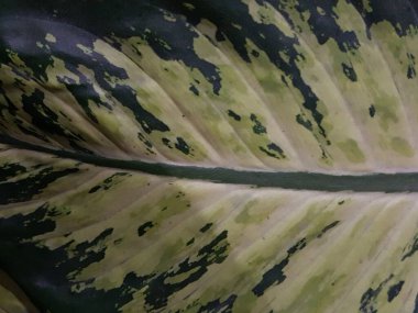 Caladium andreanum Bogner. Caladium bicolor benekli yapraklar. Cazibeli beyaz sarı yapraklar. Bankada ya da nehirde yetişiyor..
