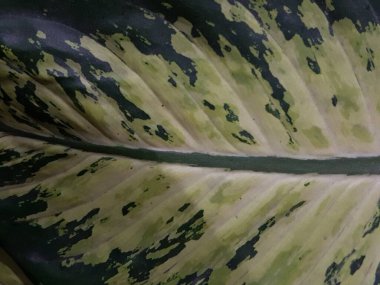 Caladium andreanum Bogner. Caladium bicolor benekli yapraklar. Cazibeli beyaz sarı yapraklar. Bankada ya da nehirde yetişiyor..