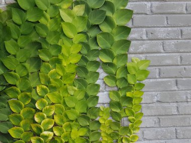 Sarmaşık bitkilerinin desenli yeşil yaprakları Rhaphidophora celatocaulis Hayi korthalsii Schott bitkileri eski çimento duvarına yayılan tırmanma bitkileri..