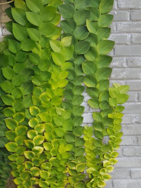 Sarmaşık bitkilerinin desenli yeşil yaprakları Rhaphidophora celatocaulis Hayi korthalsii Schott bitkileri eski çimento duvarına yayılan tırmanma bitkileri..
