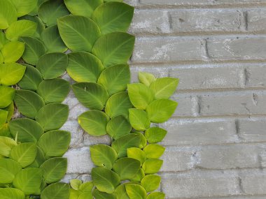 Sarmaşık bitkilerinin desenli yeşil yaprakları Rhaphidophora celatocaulis Hayi korthalsii Schott bitkileri eski çimento duvarına yayılan tırmanma bitkileri..