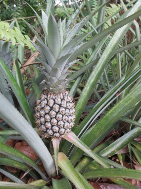 Çiftlik doğasında taze çiğ ananasları kapatın. Tarlada meyveli ananas bitkisi. Tarım kavramı. Çiftlik gıda konseptinde tropikal meyveler yetişiyor. Seçici odak. 