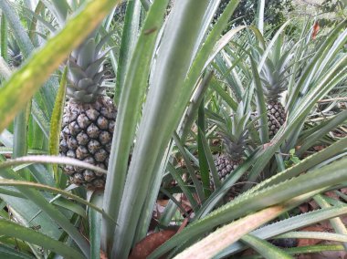 Çiftlik doğasında taze çiğ ananasları kapatın. Tarlada meyveli ananas bitkisi. Tarım kavramı. Çiftlik gıda konseptinde tropikal meyveler yetişiyor. Seçici odak. 