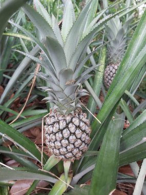 Çiftlik doğasında taze çiğ ananasları kapatın. Tarlada meyveli ananas bitkisi. Tarım kavramı. Çiftlik gıda konseptinde tropikal meyveler yetişiyor. Seçici odak. 