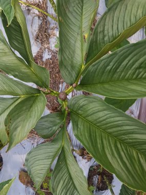 Porang tüp bitkisinin Latince adı Amorphophallus muelleri Blume bitkisi olarak da bilinir. Porang, iles-iles, fil ayağı, tatlı yer elması, konjac, suweg, walur, konjac fil yam konjak, Konjaku.