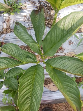 Porang tüp bitkisinin Latince adı Amorphophallus muelleri Blume bitkisi olarak da bilinir. Porang, iles-iles, fil ayağı, tatlı yer elması, konjac, suweg, walur, konjac fil yam konjak, Konjaku.