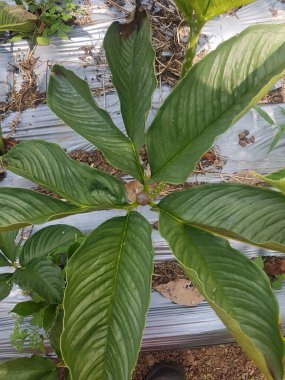 Porang tüp bitkisinin Latince adı Amorphophallus muelleri Blume bitkisi olarak da bilinir. Porang, iles-iles, fil ayağı, tatlı yer elması, konjac, suweg, walur, konjac fil yam konjak, Konjaku.