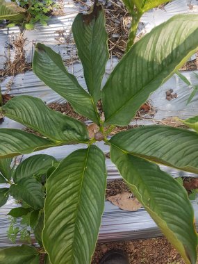 Porang tüp bitkisinin Latince adı Amorphophallus muelleri Blume bitkisi olarak da bilinir. Porang, iles-iles, fil ayağı, tatlı yer elması, konjac, suweg, walur, konjac fil yam konjak, Konjaku.