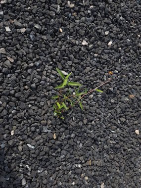 Küçük ağaç, taş zeminde yetişir. Bitkiler çakıl taşları üzerinde yetişir. Endüstriyel bir plajın doğa arka plan kavramı. 