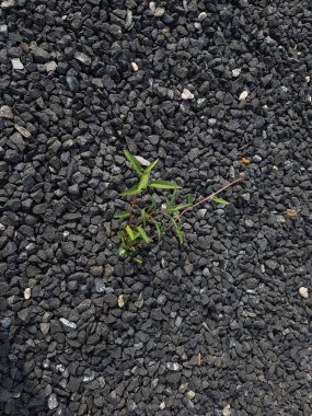 Küçük ağaç, taş zeminde yetişir. Bitkiler çakıl taşları üzerinde yetişir. Endüstriyel bir plajın doğa arka plan kavramı. 