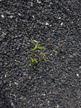 Küçük ağaç, taş zeminde yetişir. Bitkiler çakıl taşları üzerinde yetişir. Endüstriyel bir plajın doğa arka plan kavramı. 