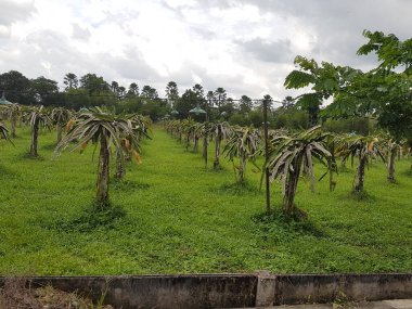 Ejderha meyve bitkileri sabahları tarımsal çiftlikte bahçede bol bol çiçek açarlar. Bu, insan sağlığı için yararlı olan birçok minerali olan serin bir meyve.
