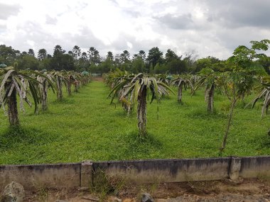 Ejderha meyve bitkileri sabahları tarımsal çiftlikte bahçede bol bol çiçek açarlar. Bu, insan sağlığı için yararlı olan birçok minerali olan serin bir meyve.