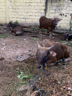 Kurban Bayramı 'nda hayvan pazarındaki sığır veya inekler kurban edilecek. Şohibul qurban ve ailesi için qurbani etinin üçte biri bağışlanırken,.