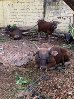 Kurban Bayramı 'nda hayvan pazarındaki sığır veya inekler kurban edilecek. Şohibul qurban ve ailesi için qurbani etinin üçte biri bağışlanırken,.