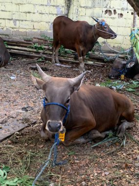 Kurban Bayramı 'nda hayvan pazarındaki sığır veya inekler kurban edilecek. Şohibul qurban ve ailesi için qurbani etinin üçte biri bağışlanırken,.
