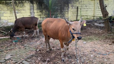 Kurban Bayramı 'nda hayvan pazarındaki sığır veya inekler kurban edilecek. Şohibul qurban ve ailesi için qurbani etinin üçte biri bağışlanırken,.