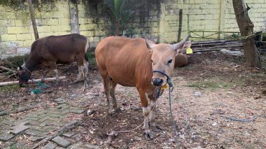 Kurban Bayramı 'nda hayvan pazarındaki sığır veya inekler kurban edilecek. Şohibul qurban ve ailesi için qurbani etinin üçte biri bağışlanırken,.