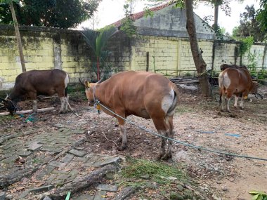 Kurban Bayramı 'nda hayvan pazarındaki sığır veya inekler kurban edilecek. Şohibul qurban ve ailesi için qurbani etinin üçte biri bağışlanırken,.